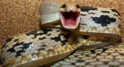 Змея Тонкохвостый полоз