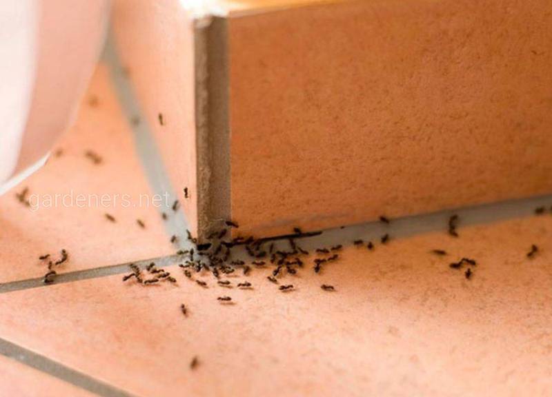 Как бороться с муравьями дома?