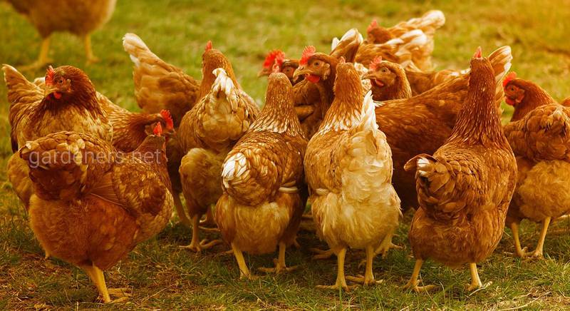 Как обмануть кур при клевании и поедании яиц?