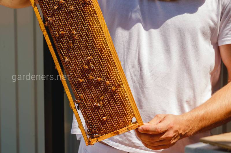 Чем занят пчеловод в зимний период?