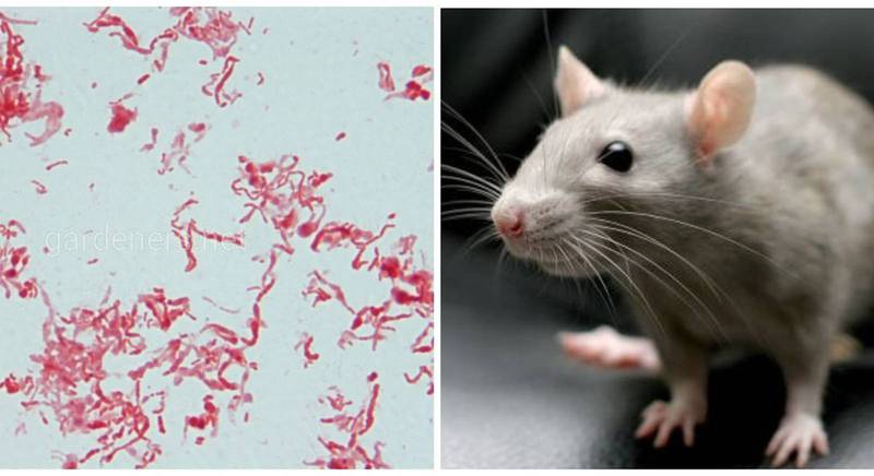 Стрептобациллез - заболевание человека, источником которого являются крысы