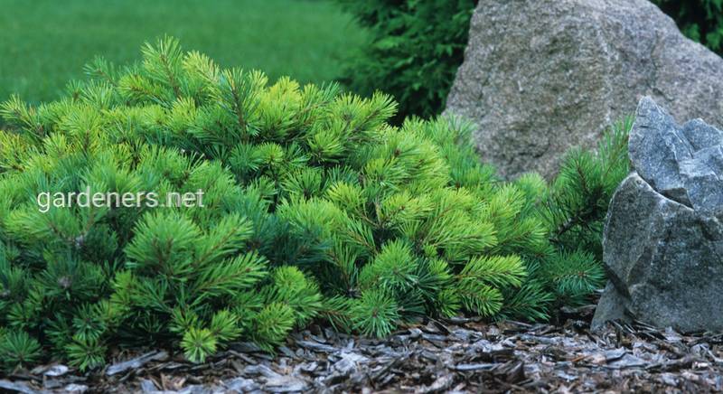 Сосна обыкновенная (Pinus sylvestris): описание, полезные свойства и лечебное применение 