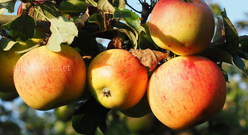 Сорта яблок для сока: ТОП-15 лучших сортов для полезного и ароматного сока