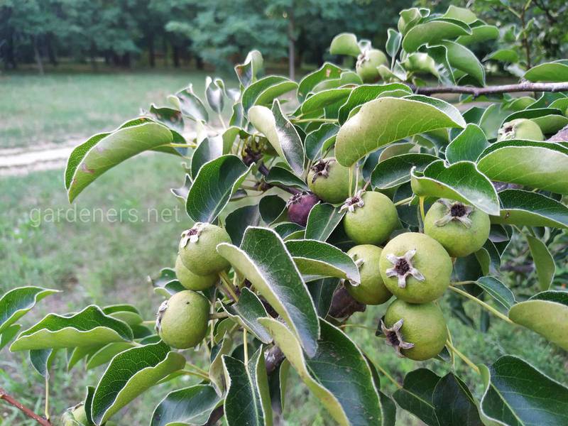 Доки фруктові дерева можуть плодоносити? Плодючість