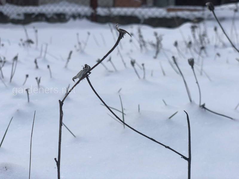 Загородная жизнь