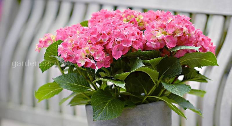 Сад вам не потрібен: 3 поради щодо вирощування гортензій на балконі