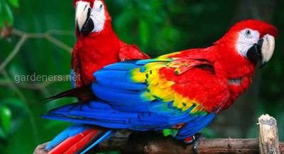 Птица Красный ара