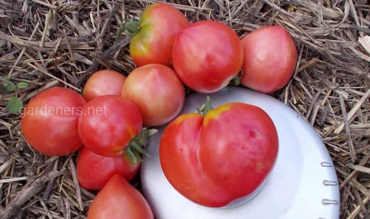 Сорта томата Бычье сердце