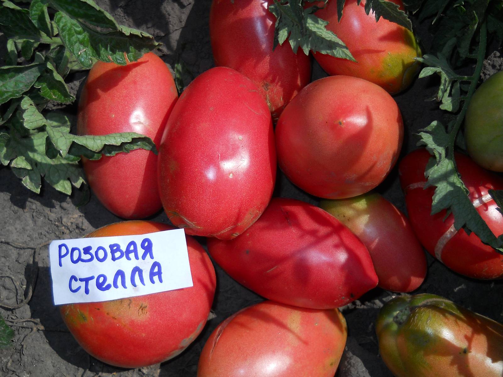 помидоры петруша фото