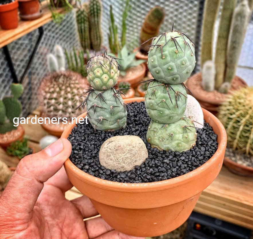 Tephrocactus