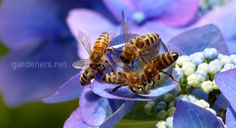 Передают ли цветі паразитов пчелам, и наоборот? Научное исследование!