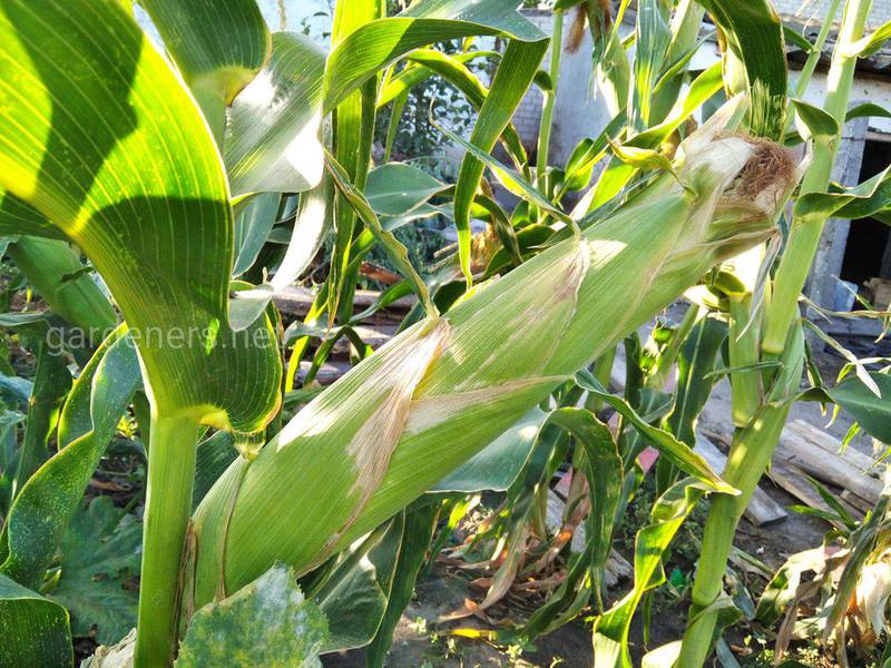 13 цікавих фактів про кукурудзу