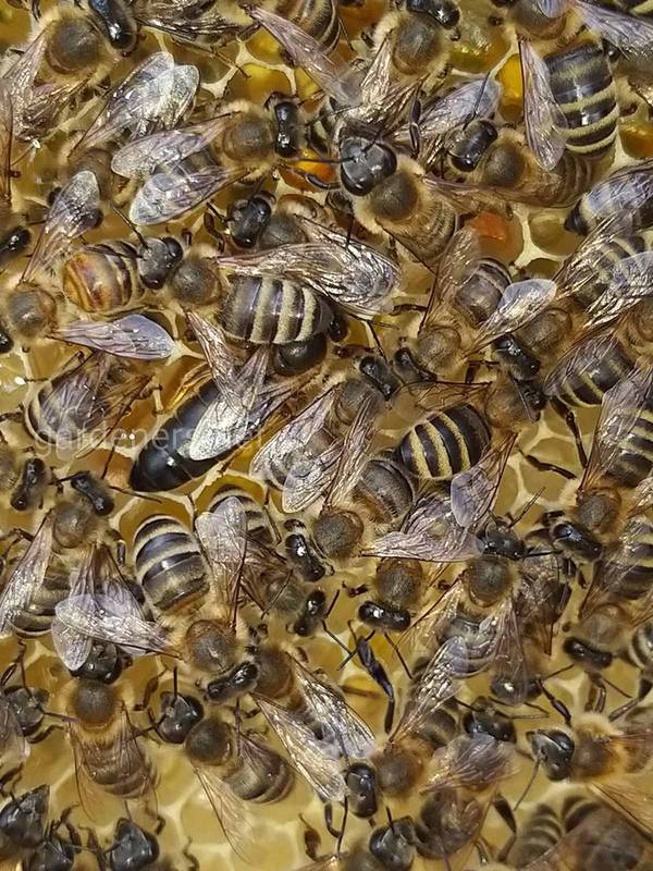 Як правильно групувати бджолині сім'ї для кращої зимівлі?