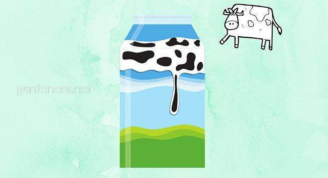 Коровье молоко: вред или польза?