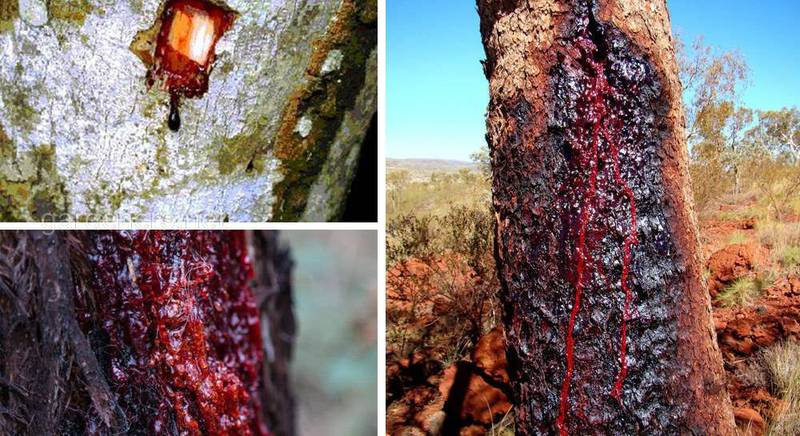 Кров дракона або екстракт смоли дерева Кротона лехлера - скарбниця антиоксидантів