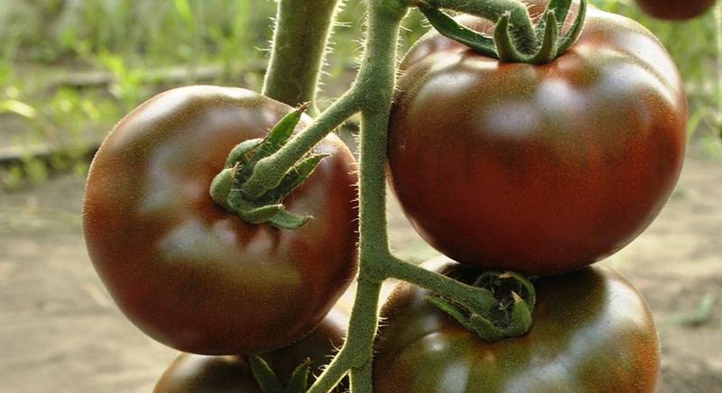 Самые урожайные сорта коричневых помидор