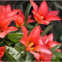 Каковы требования к выращиванию тайского тюльпана?