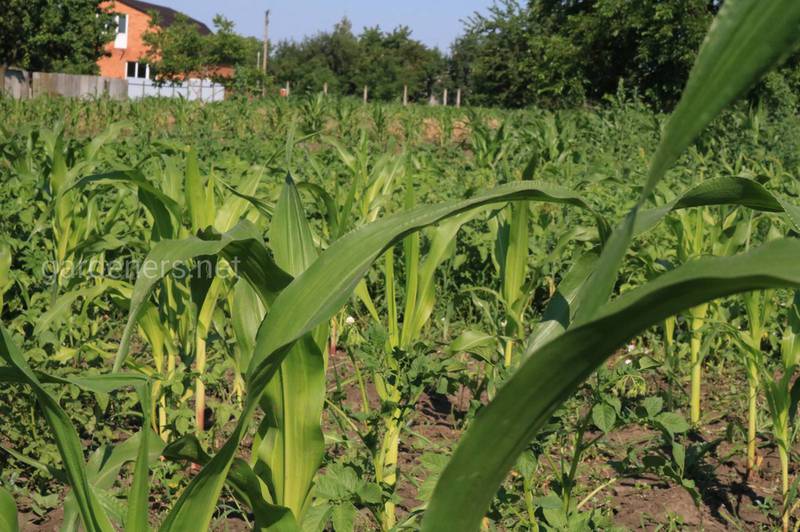  Чому важливе міжрядне оброблення при вирощуванні кукурудзи?