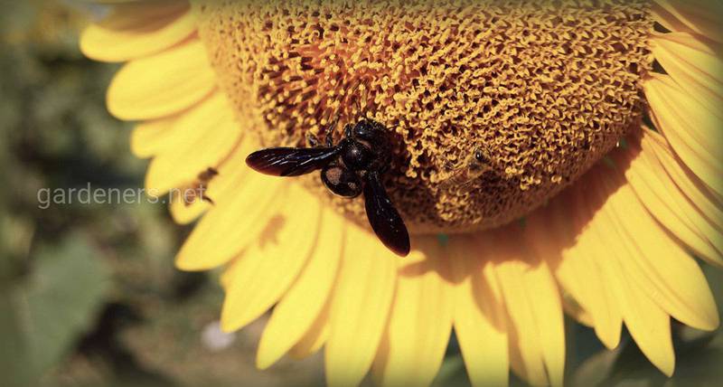 Пчела-плотник