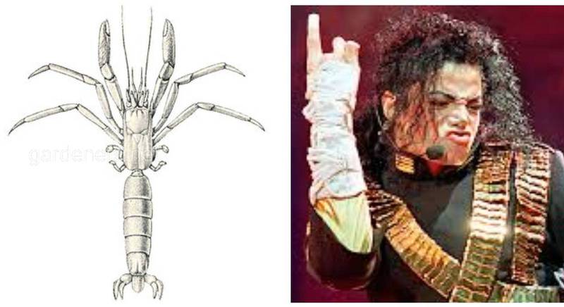 Древній краб-самітник отримав легендарне ім'я на честь Майкла Джексона - кумира науковців