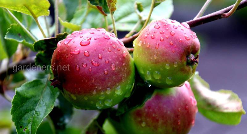 Яке підживлення використовують при вирощуванні органічних яблук?