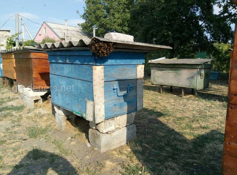 Время роения - это когда пчелы поселяются в вашем дворе!
