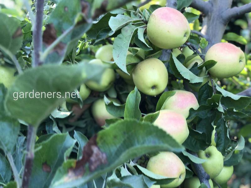 Як провести йодно-крохмальний тест для визначення стиглості плодів яблуні?