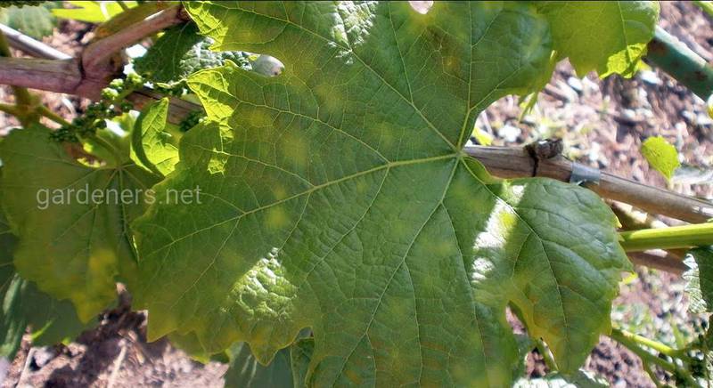 Чому можливе пожовтіння листової пластини винограду?