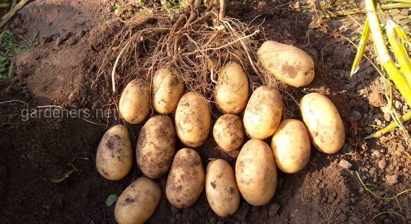 Новейшие сорта картофеля 2020