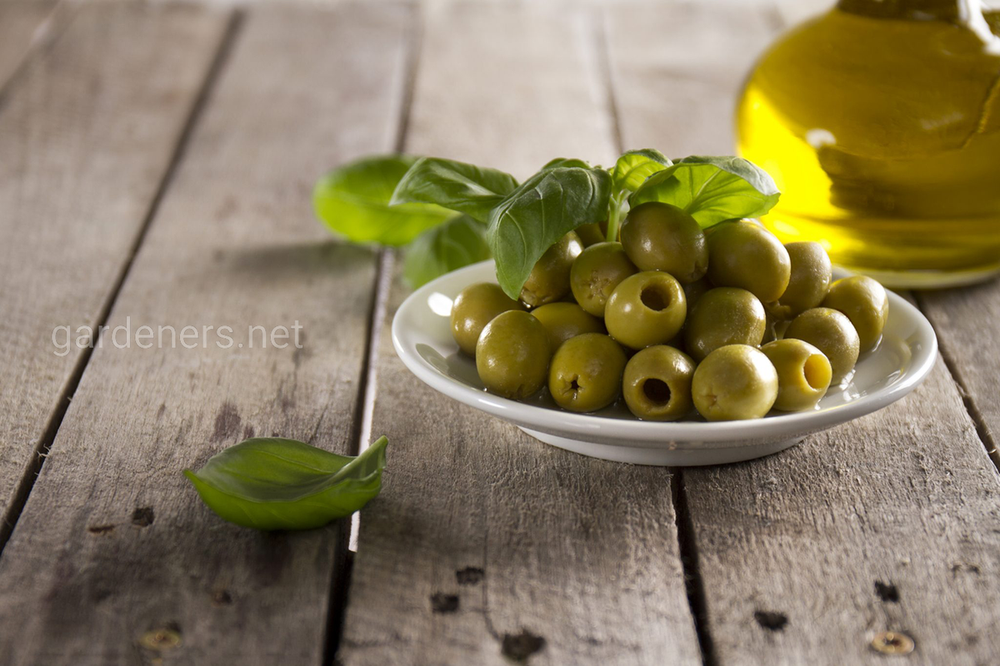 Чем полезны оливки для организма