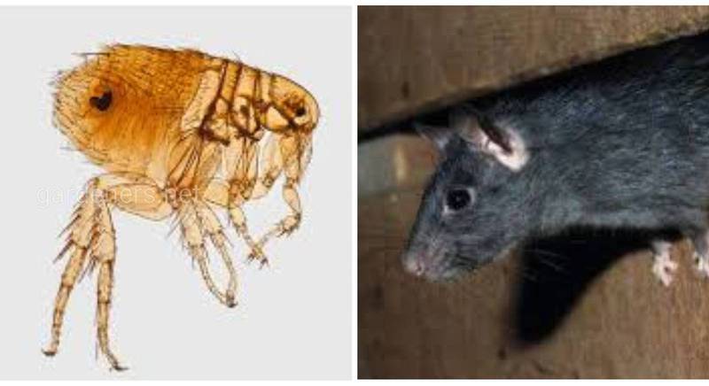 Пацючий рикетсіоз - ендемічний висипний тиф - інфекційна хвороба, яка передається від гризунів через укуси членистоногих