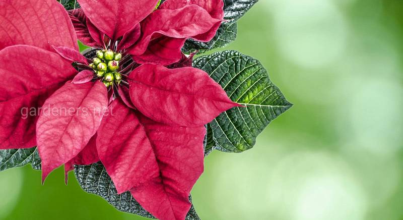 Як доглядати за пуансетією,  щоб радіти її цвітінню наступного Різдва