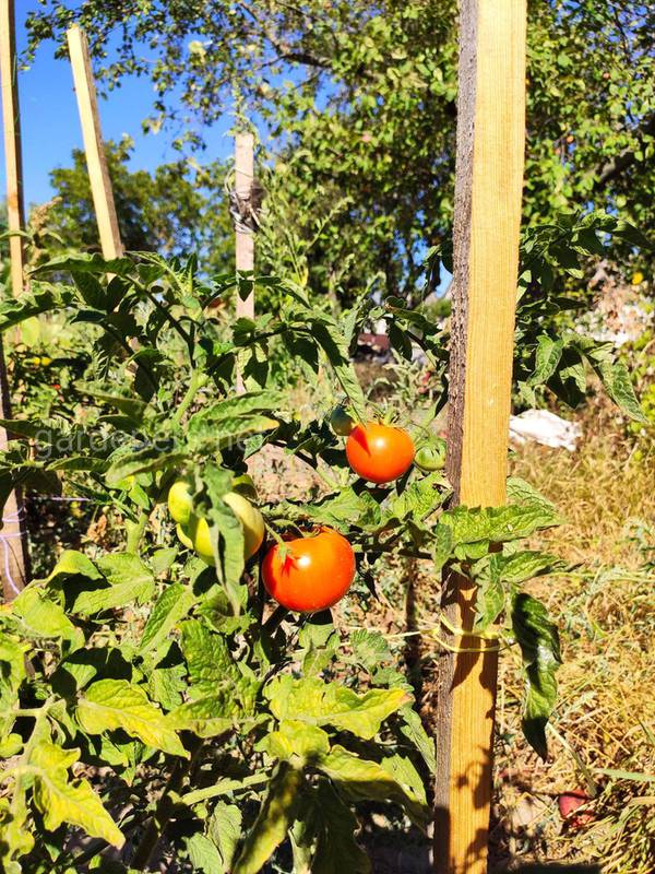 Як правильно підв'язати та підтримати форму томатів на відкритому повітрі?