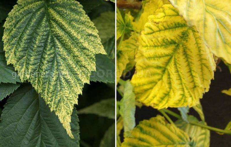 Хлороз листя: як допомогти рослинам?