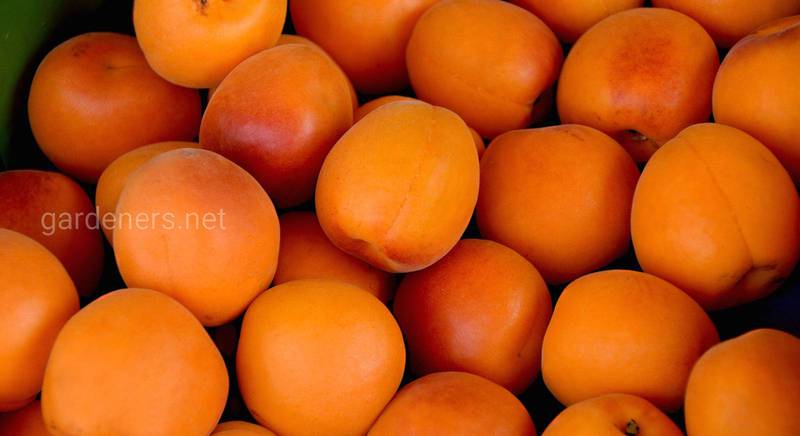Как ухаживать за абрикосом, чтобы 30 лет собирать ароматные и сочные плоды. Посадка абрикоса