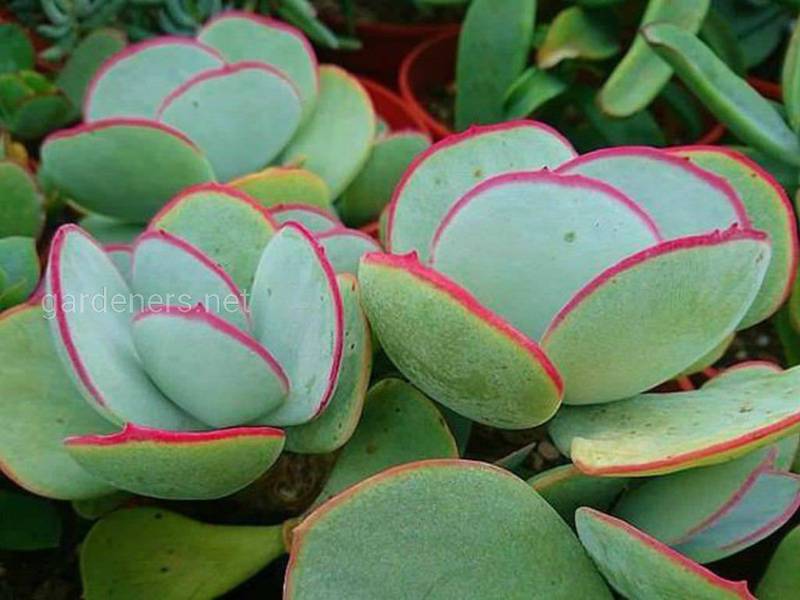 Котіледон: топ найбільш поширених видів сукулентних рослин для клумби і підвіконня
