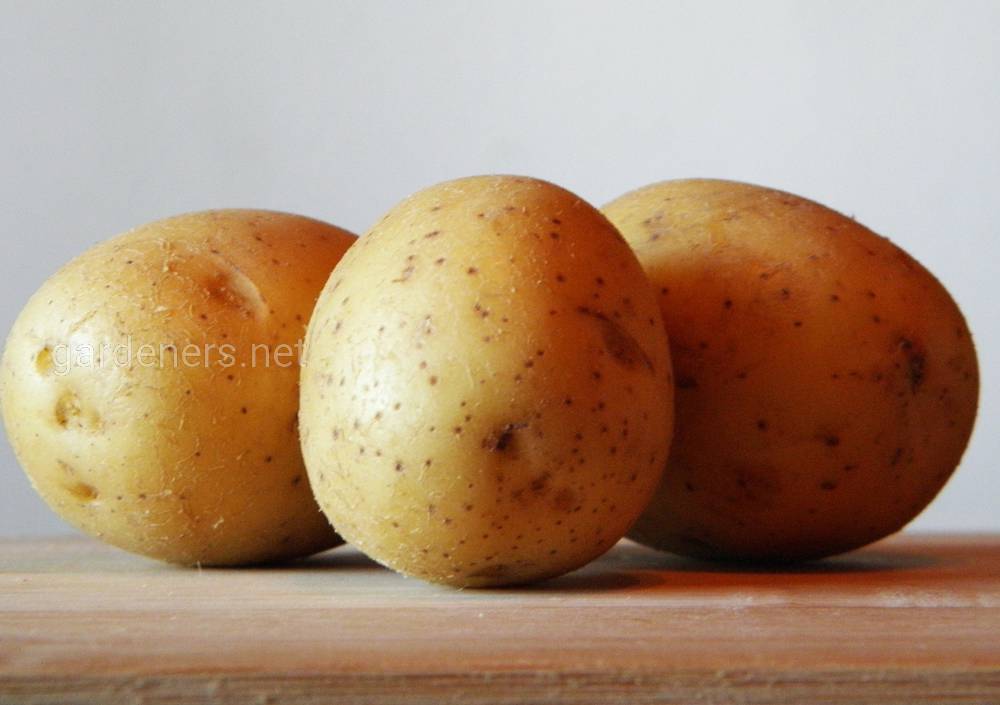 два урожая картофеля