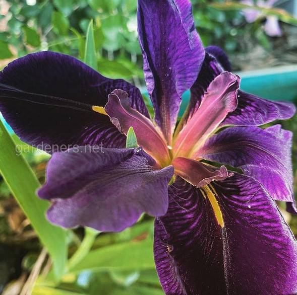 Louisiana iris