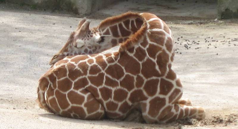 Сон жирафа