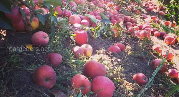 Як правильно збирати яблука
