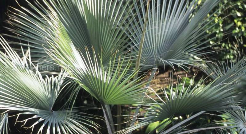 Брагея – тропическая пальма. Сорта и виды брагеи