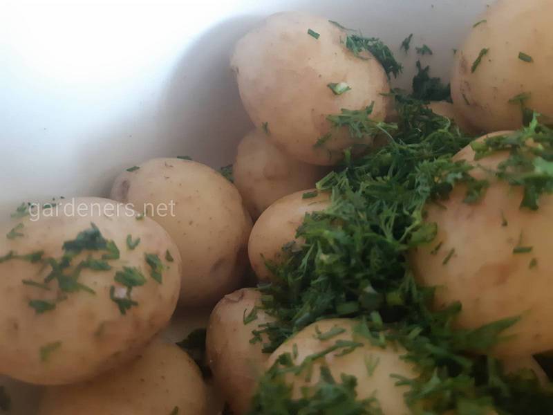 Отваривание картофеля в кожуре 