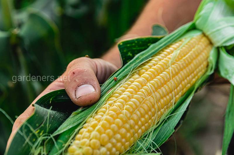 Вирощуємо кукурудзу. Підготовка ґрунту