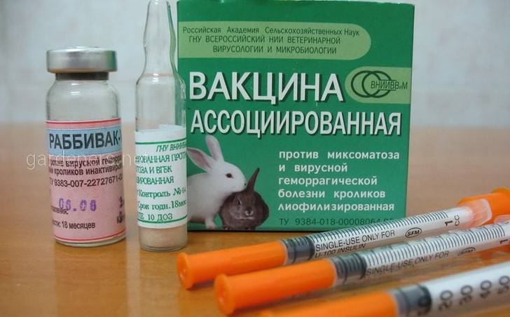 Как сделать прививку кролику