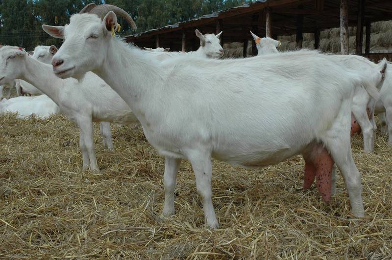 Каковы особенности метаболизма у козы? 