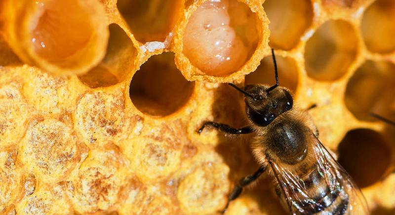 Правда ли, что Трутни более чувствительны к заболеваниям, чем медоносные пчелы?