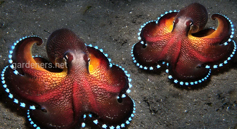15 интересных фактов об осьминогах