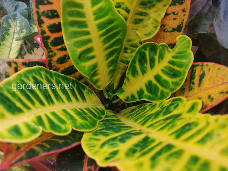 Кротон: догляд за вічнозеленою рослиною в домашніх умовах