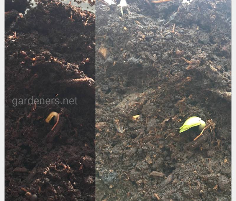 Як дезінфікувати насіння та ґрунт перманганатом калію?