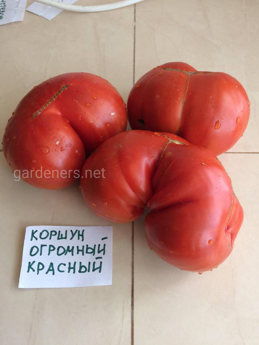 Сорт томата Коршун огромный красный